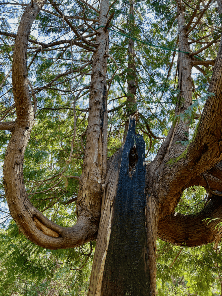 A cedar tree in Ravenna Park shows signs of being burnt by indigenous people as a trail marker. The branches of the tree move in mysterious ways as well, like an octopus. The bark is typical cedar while the needles are bright green.