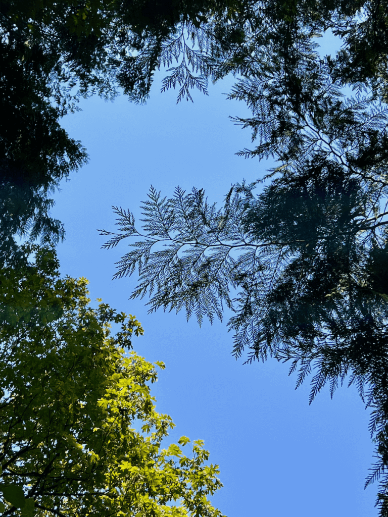 Looking up to blue sky through the canopy of a Pacific Northwest forest. The sunlight catches the top of a maple tree while the silhouette of the ornate cedar leaves flows in the center.