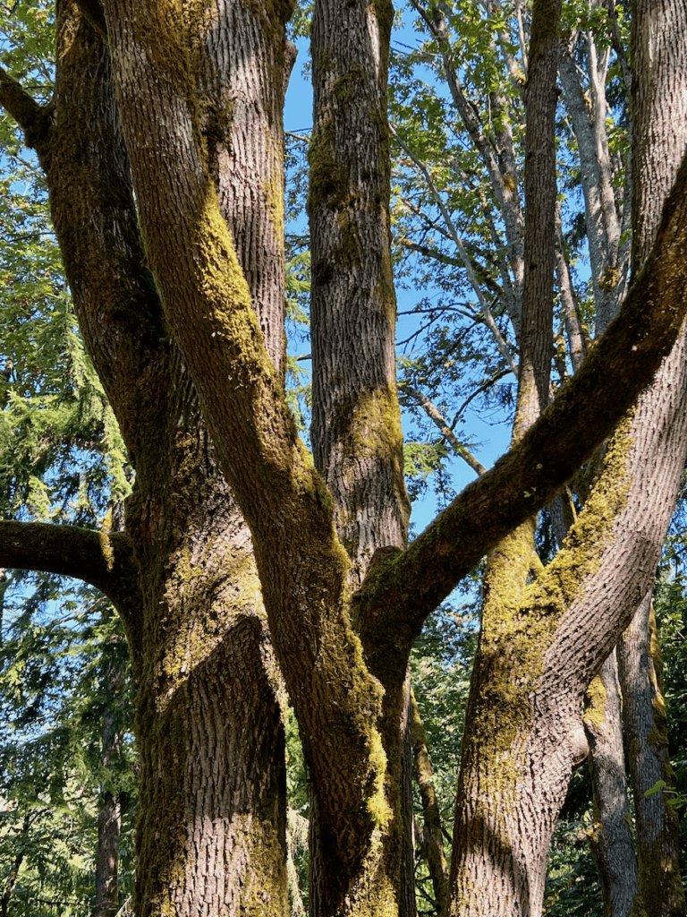 The moss covered bark of a maple tree in a seattle park