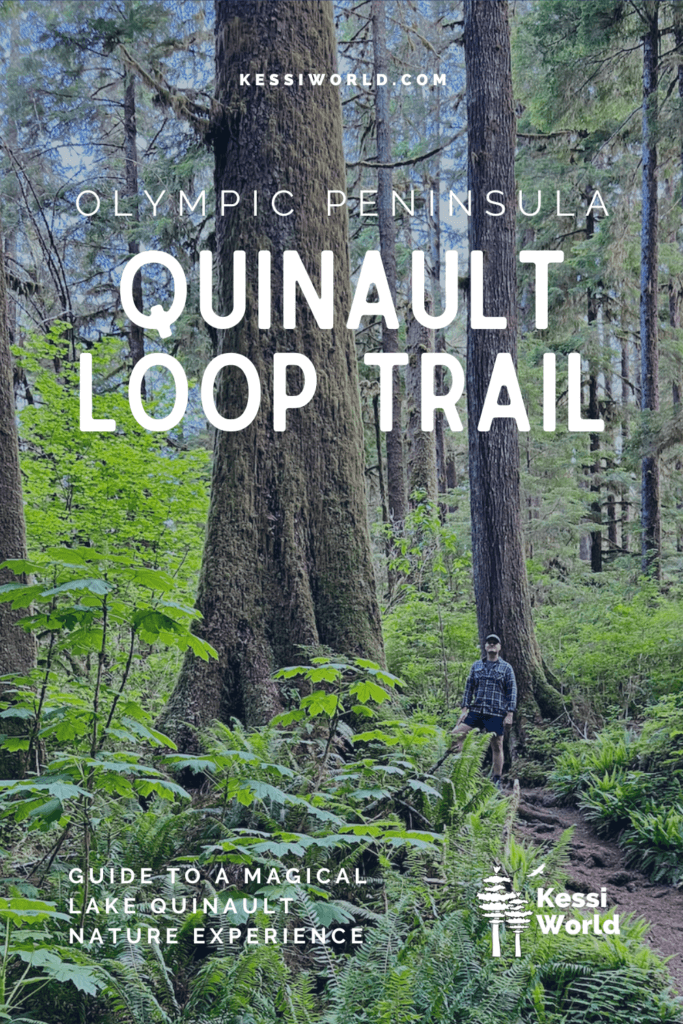 Pinterest Pin that shows Matthew Kessi exploring the nature paths of the Quinault Loop Trail on the Olympic Peninsula. He's wearing a plaid shirt and black shorts and wandering between age old tall trees.
