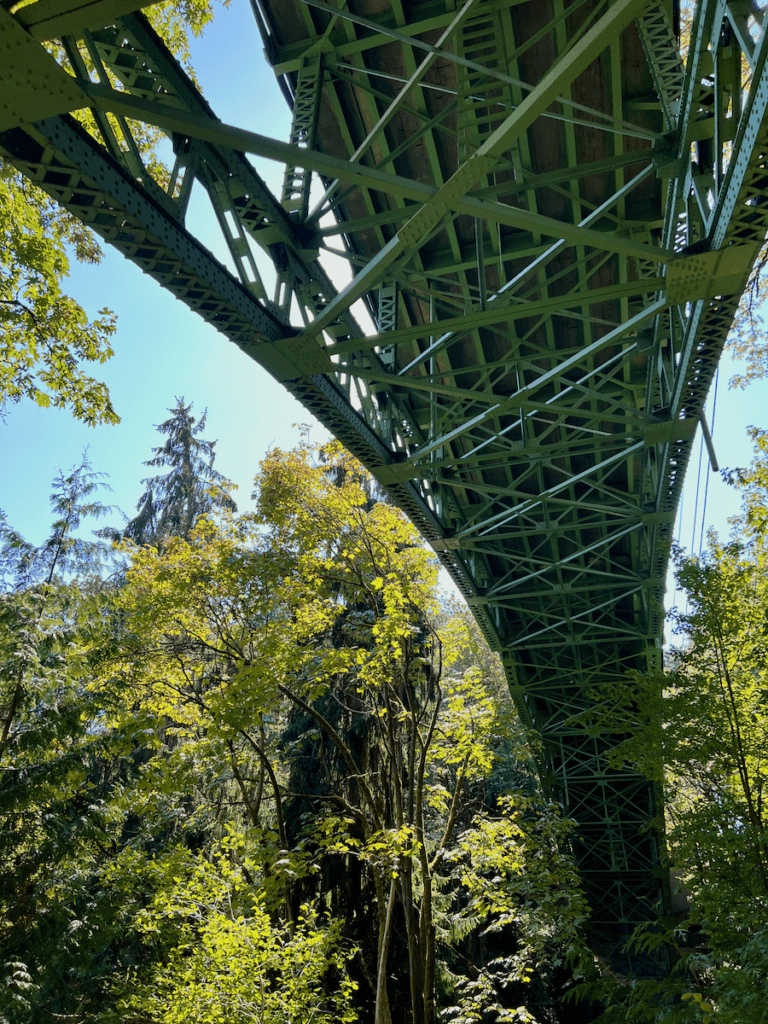 Nature connection at Ravenna Park begins with the pedestrian bridge that flows high above this photo, taken below in the deep forest. The bridge is painted green and a steel structure of Beams while the maple trees flow under a bright blue sky.