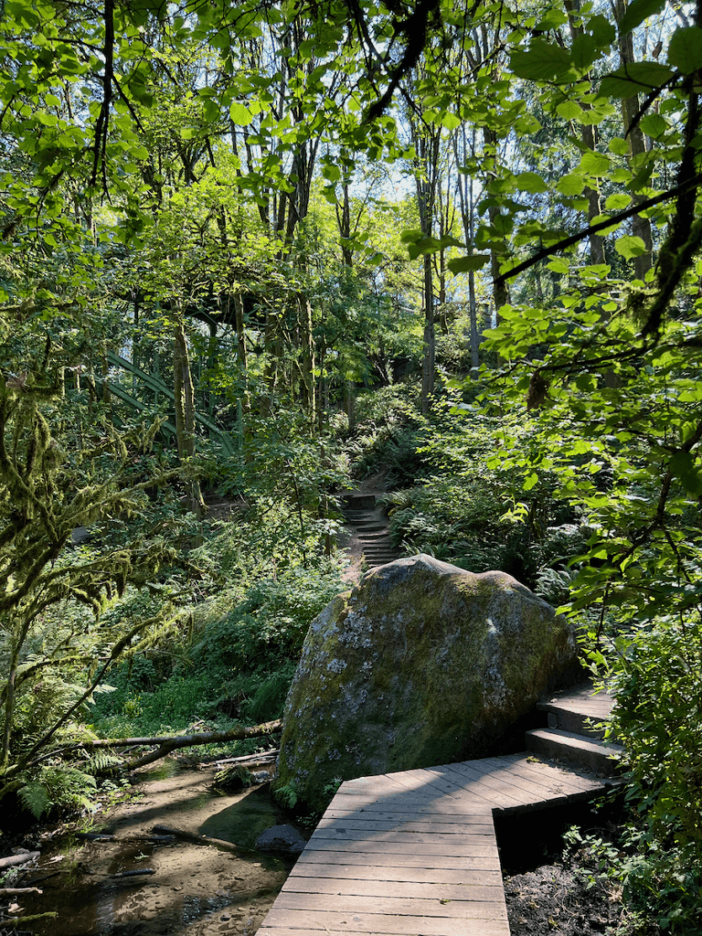 A large rock appears in the middle of a creek in Ravenna Park, while a boardwalk criss crosses from steps leading up to the bridge. The leaves are all a rich texture and colors of green.