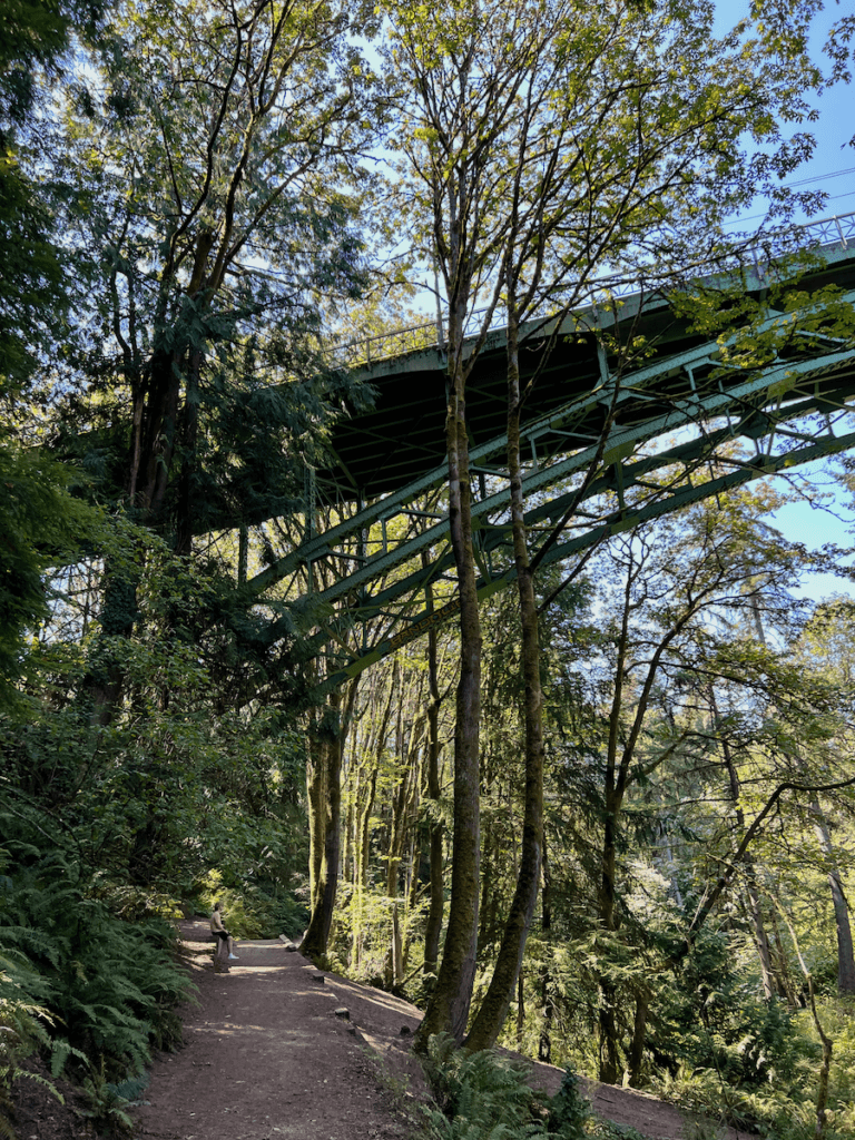 The pedestrian bridge at Ravenna Park hovers over a dirt trail with a man sitting gazing out at the dense forest of tall trees. The sky above is blue.