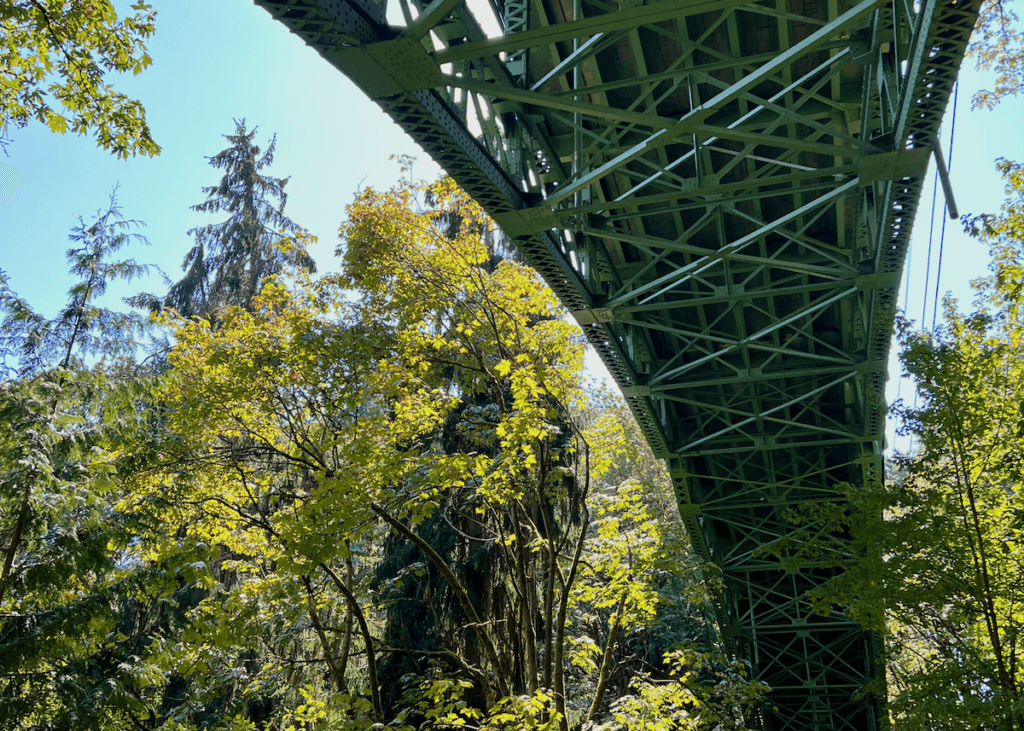 Nature connection at Ravenna Park begins with the pedestrian bridge that flows high above this photo, taken below in the deep forest. The bridge is painted green and a steel structure of Beams while the maple trees flow under a bright blue sky.