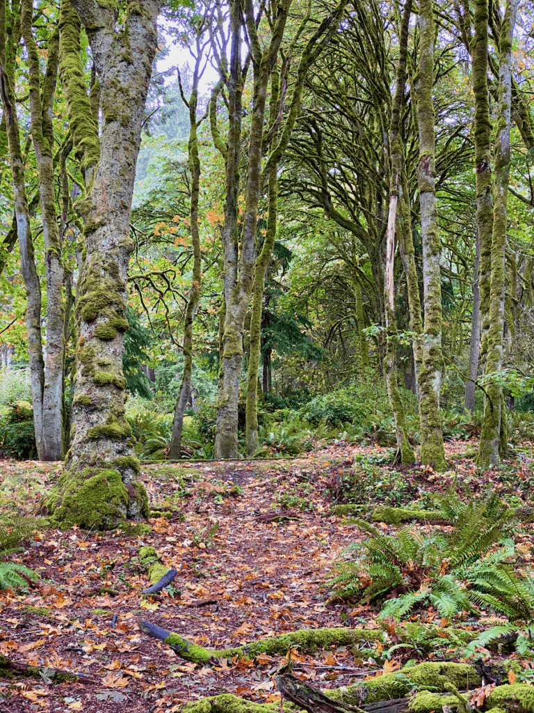A thick and damp woods with maple trees that have mossy trunks and leaves have already fallen for autumn