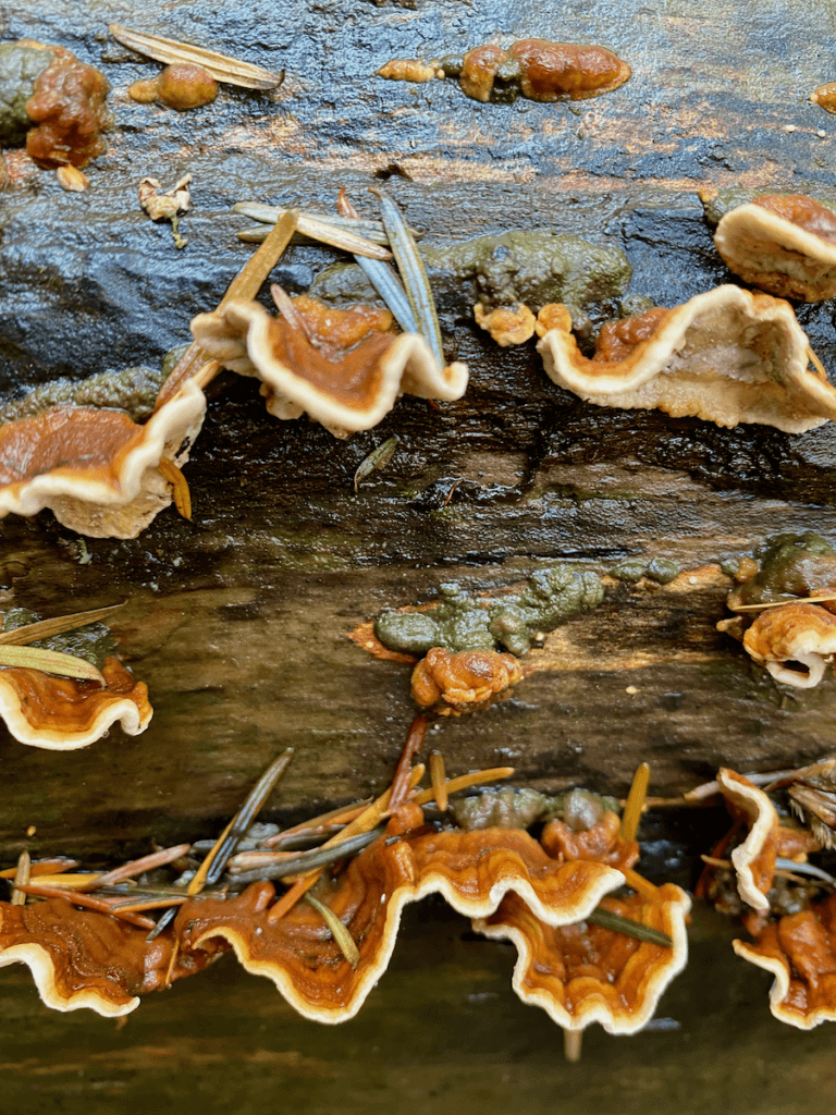 Close up shot of lichen growing on the side of a log. The lichen have ripples of orange with cream color ends.