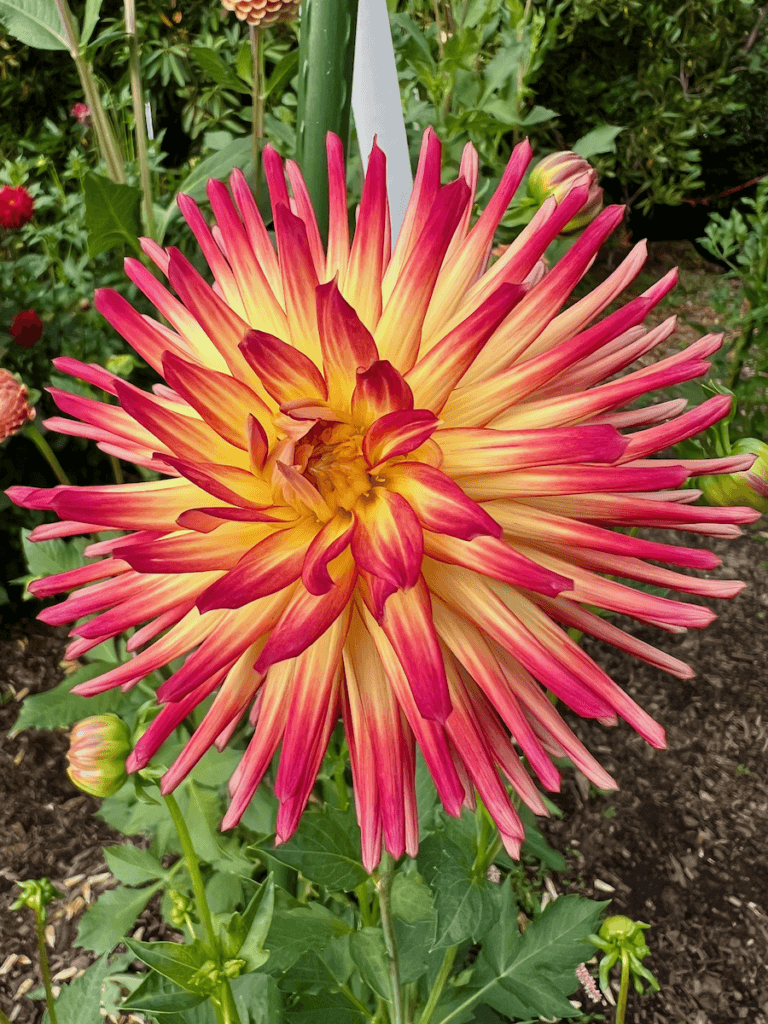 This dahlia shines bright at Volunteer Park during a Seattle Autumn. The petals are yellow with bright red tips.