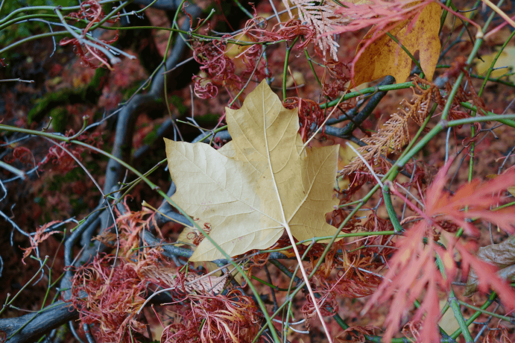 An autumn scene in Seattle at a park where the leaves have fallen onto other trees. here a bright yellow maple leave is on top of red lace leaf maple leaves and a twisting tree branch.