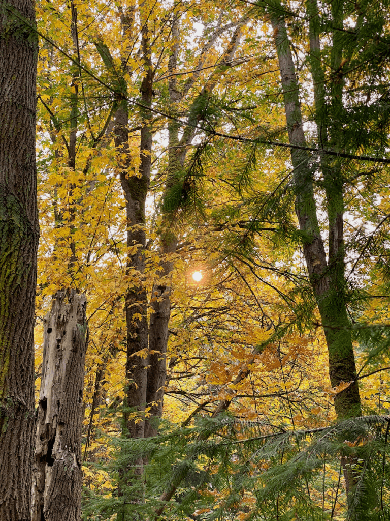 The sun shines through this fall forest in Seattle through golden maple leaves and a few fir tree branches.