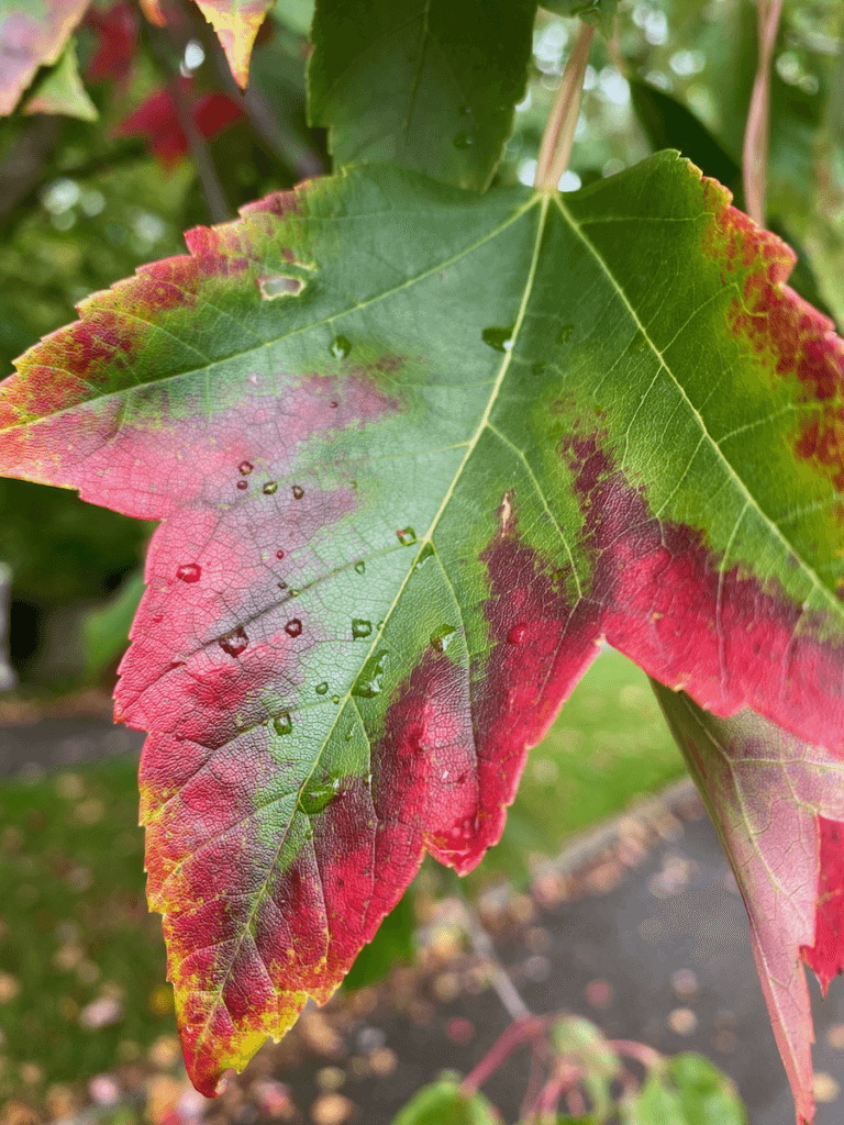 This is an up close photo of a leaf still changing colors from green to red with yellow tips.
