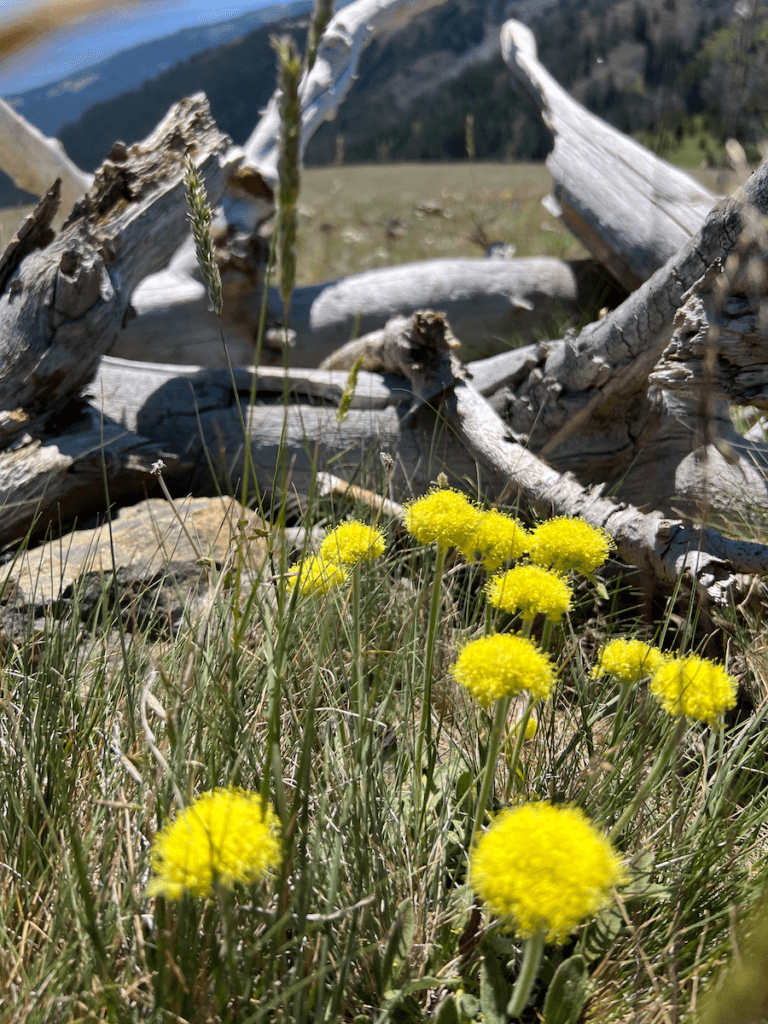 Bright balls of yellow make up these flowers along the hiking trail at the top of Howard Mountain. There are pieces of dead rustic wirey wood and an out of focus field leading to mountains in the background.