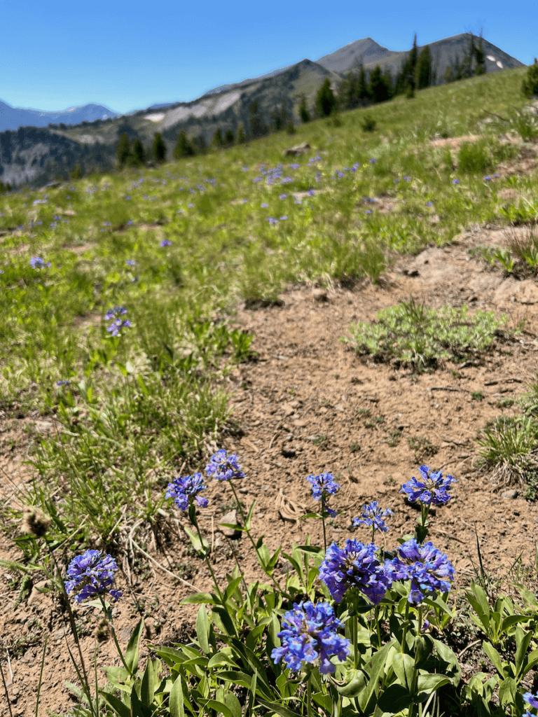 Delicate blue flowers pop up along a hiking trail at the top of Wallowa Lake Tramway. In the background are mountain peaks slightly out of focus, some with a few patches of snow. The sky above is bright blue.