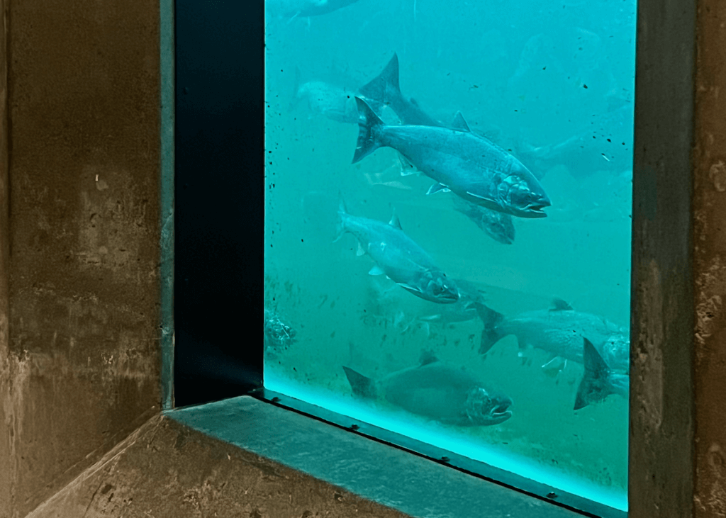 Silver salmon swim through a blue tinted viewing window at the Ballard Locks Fish Ladder.
