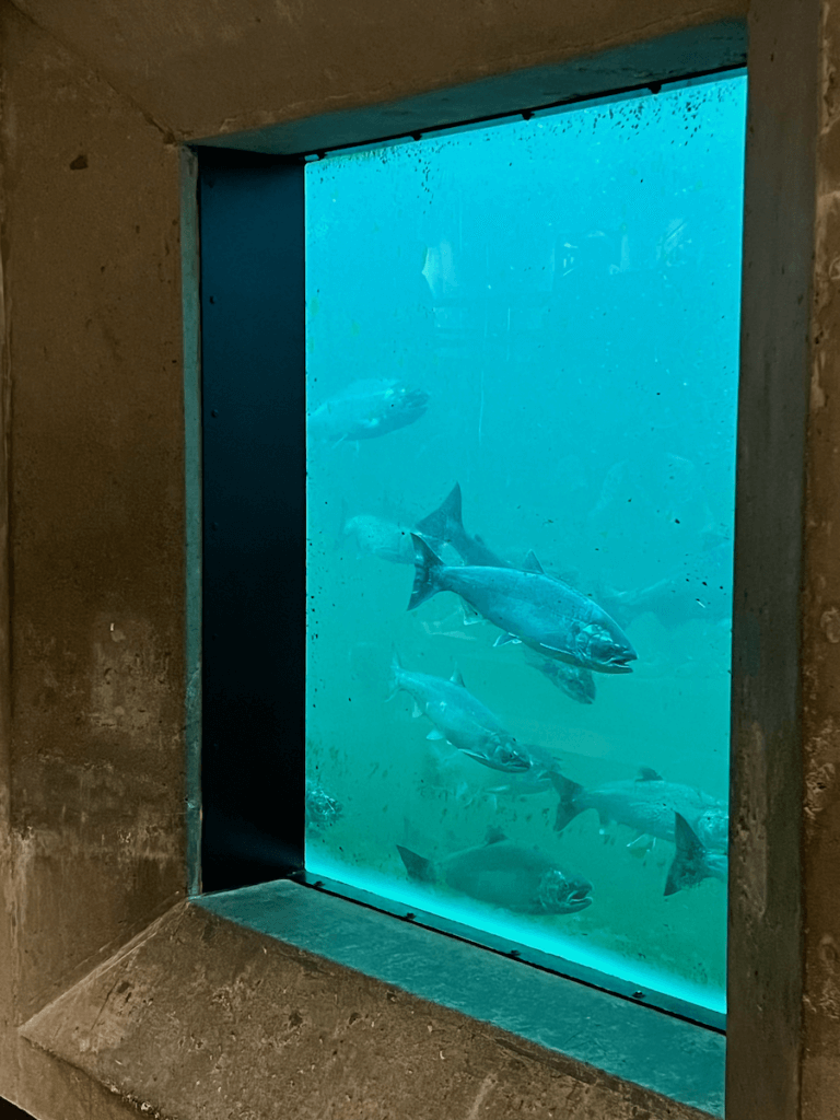 Silver salmon swim through a blue tinted viewing window at the Ballard Locks Fish Ladder.