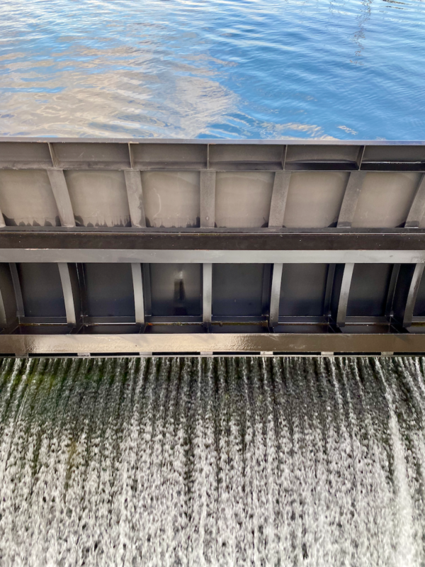 Ballard Locks Fish Ladder -- how to discover nature's magic