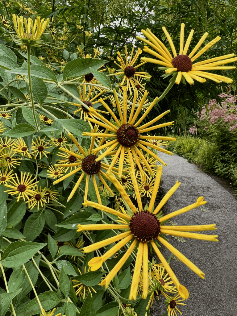 Bright yellow daisies hug the side of a gravel trail in a botanical garden.