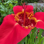 A red flower with ornate yellow inner area welcomes visitors to Bellevue Botanical Garden. There are sharp green blades of grass with some sparkling of blue flowers in the background.