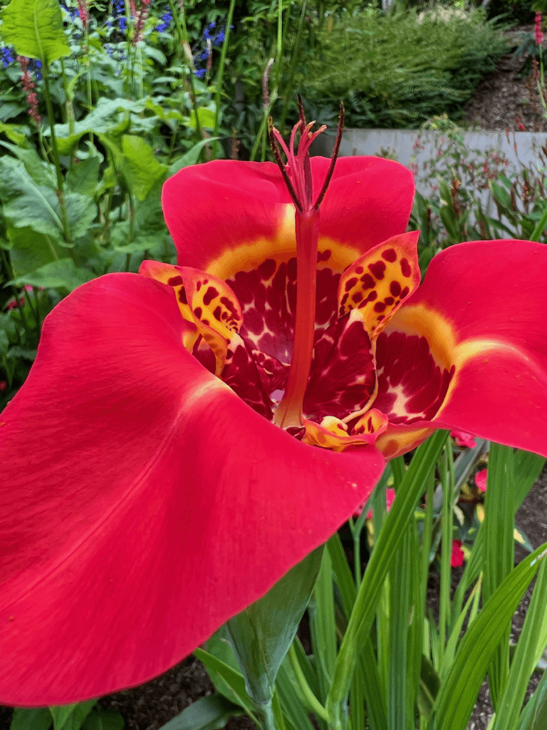 A red flower with ornate yellow inner area welcomes visitors to Bellevue Botanical Garden. There are sharp green blades of grass with some sparkling of blue flowers in the background.