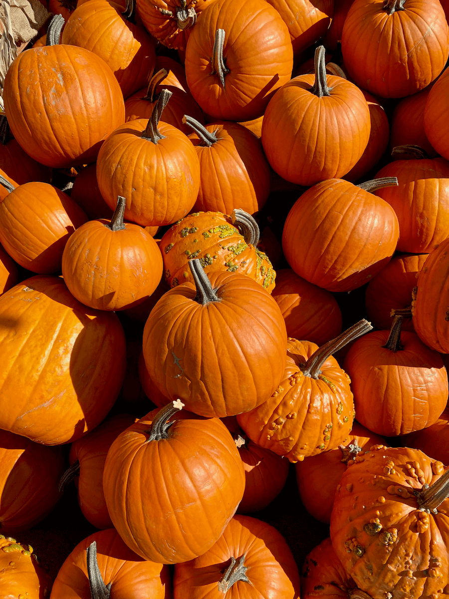 Bright orange pumpkins light up with shadows from fall sunshine.