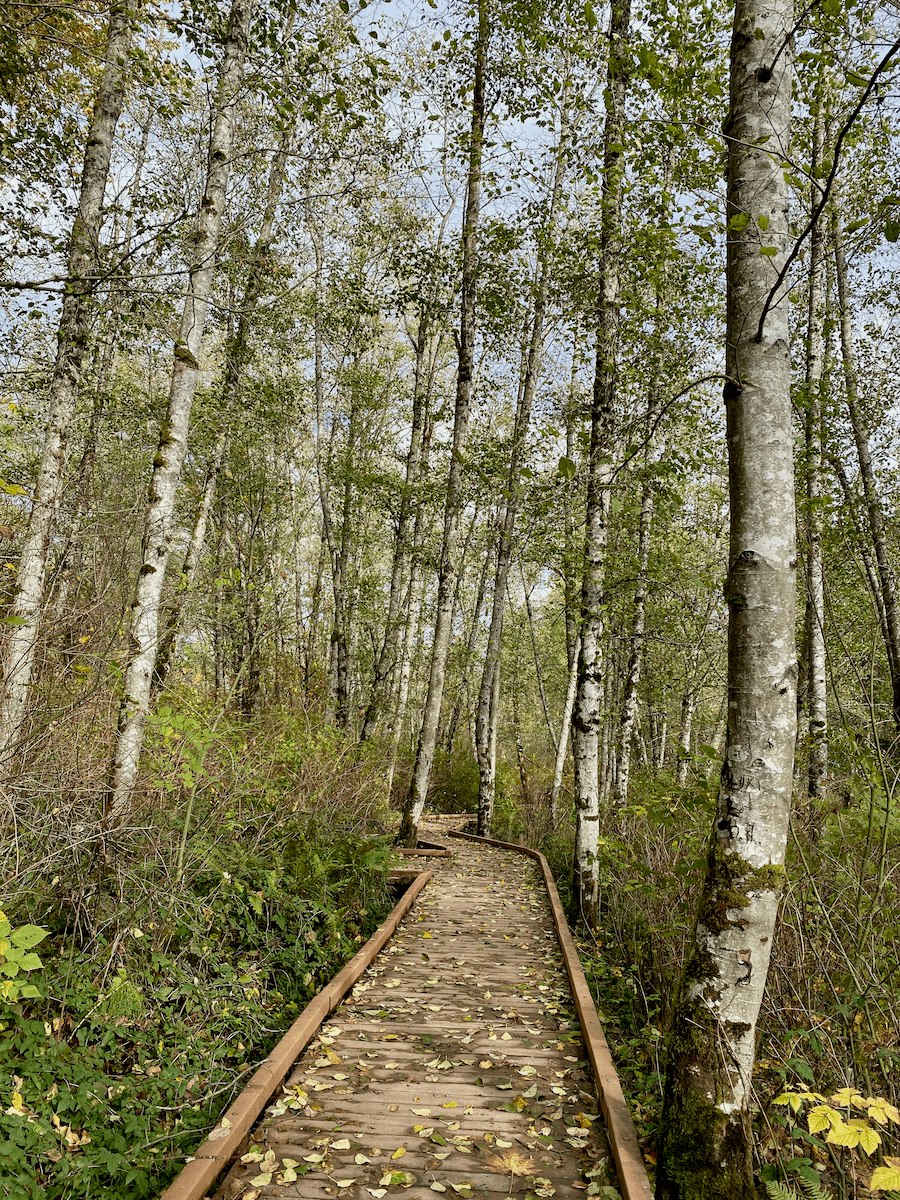 Birch trees rise up around a boardwalk at West Hylebos Wetlands park near Seattle. The boardwalk is covered in leaves and the sky is gray blue in the background.