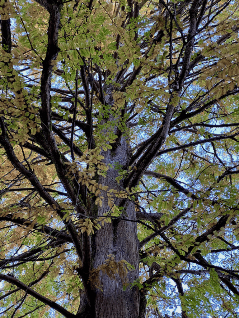 A giant cedar tree rises up with fall leaves changing colors all around it.