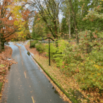 A roadway is covered by a canopy of fall trees losing their colorful leaves of different colors. Some of the leaves are on the blacktop pavement and there are a few black lamp posts along the drive.