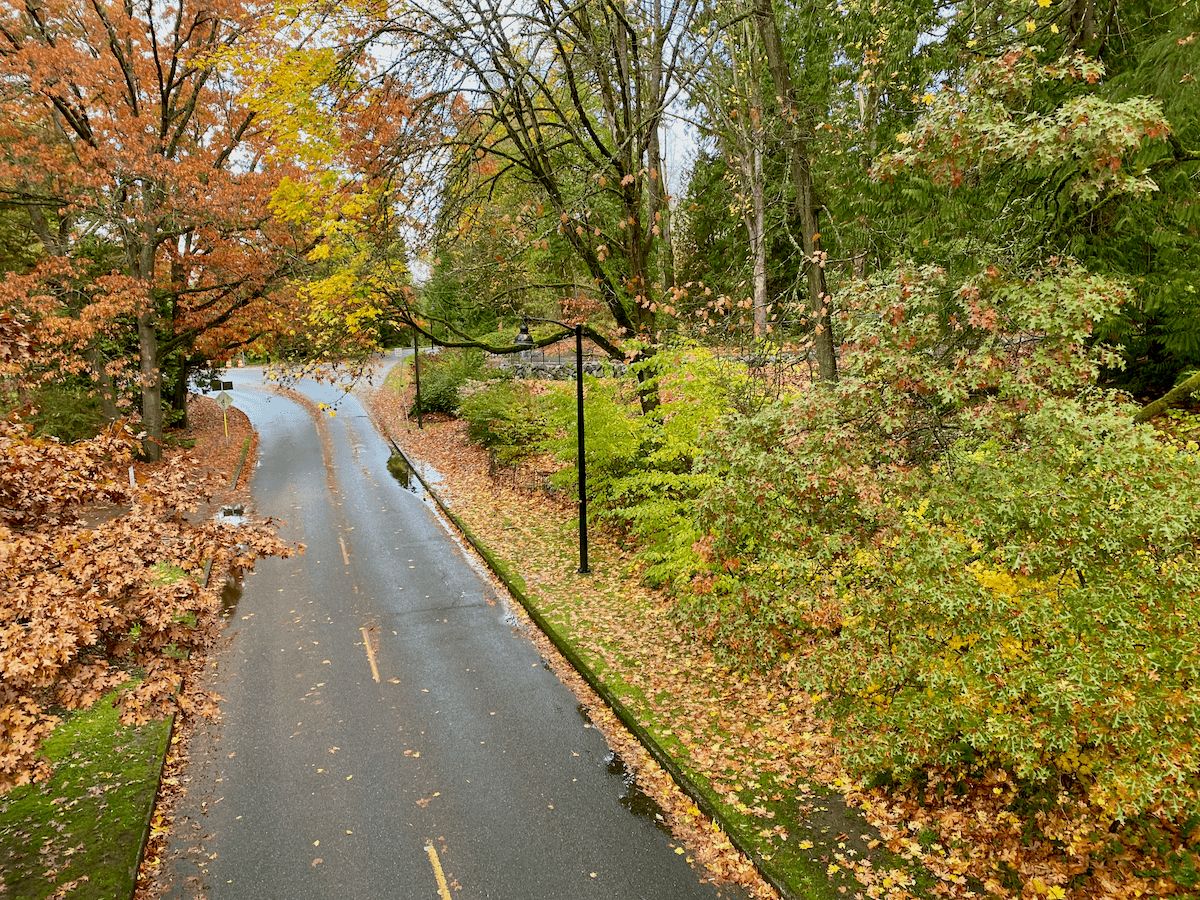 A roadway is covered by a canopy of fall trees losing their colorful leaves of different colors. Some of the leaves are on the blacktop pavement and there are a few black lamp posts along the drive.