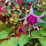 A two tone fuchsia in Bellevue Botanical Garden shows delicate pink petals with a darker magenta interior and green foliage all around.