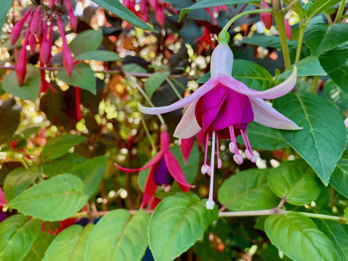 A two tone fuchsia in Bellevue Botanical Garden shows delicate pink petals with a darker magenta interior and green foliage all around.