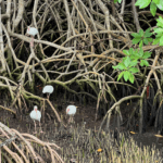 This scene in a mangrove in Miami Florida shows several white birds with orange beaks and the brown roots of the mangrove and green leaves.
