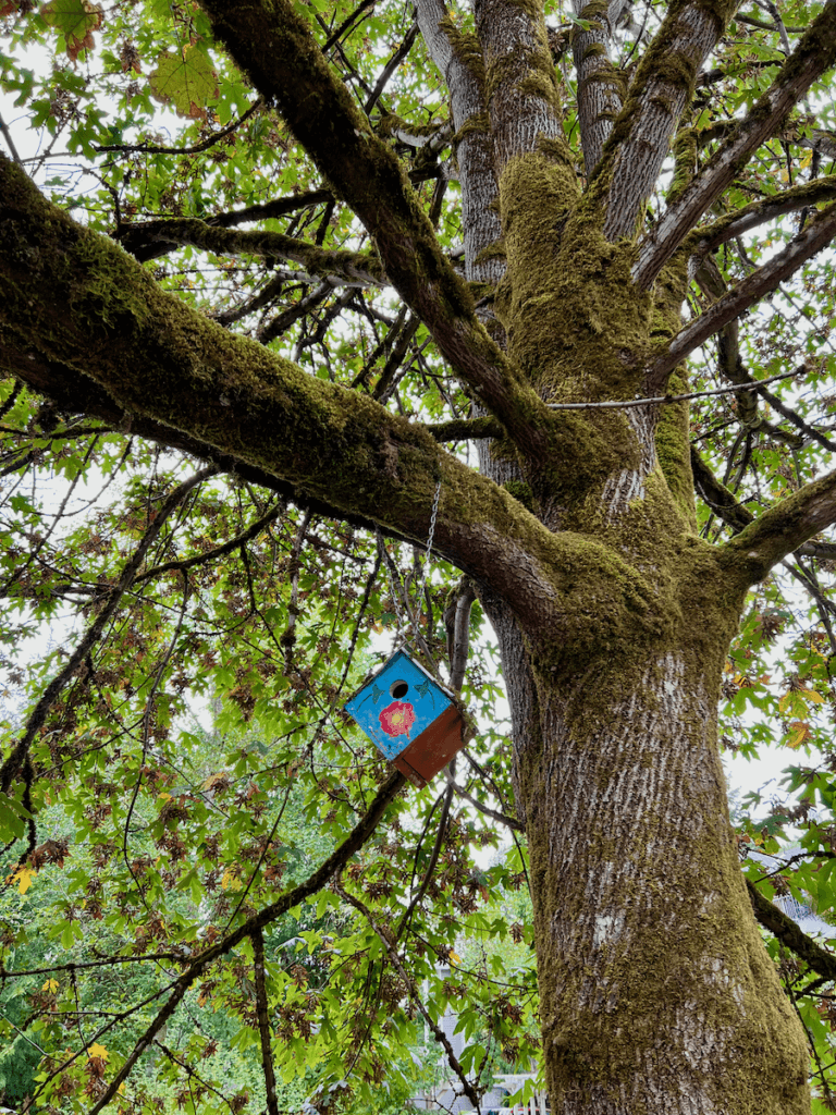 a blue diamond shaped birdhouse hangs from the branch of a mature maple tree lined with moss on the bark. The leaves are changing from green to yellow in the beginning of the fall season.