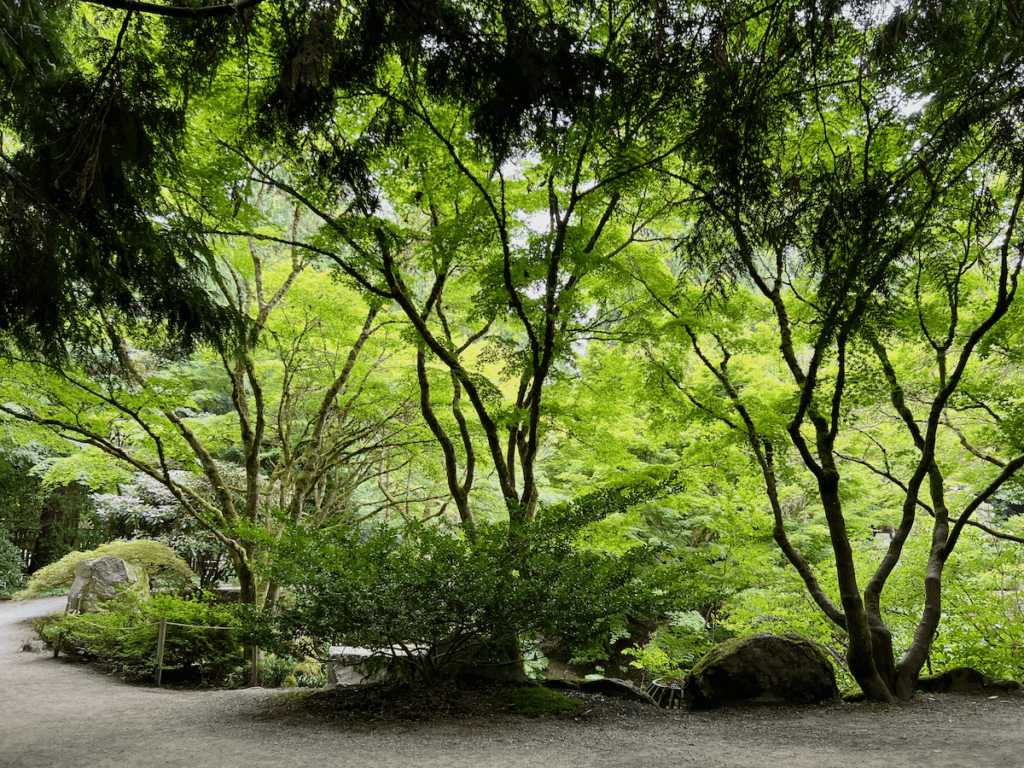 A beautiful array of maple trees shine their green leaves against sunshine while the darker needles of fir trees hang overhead.