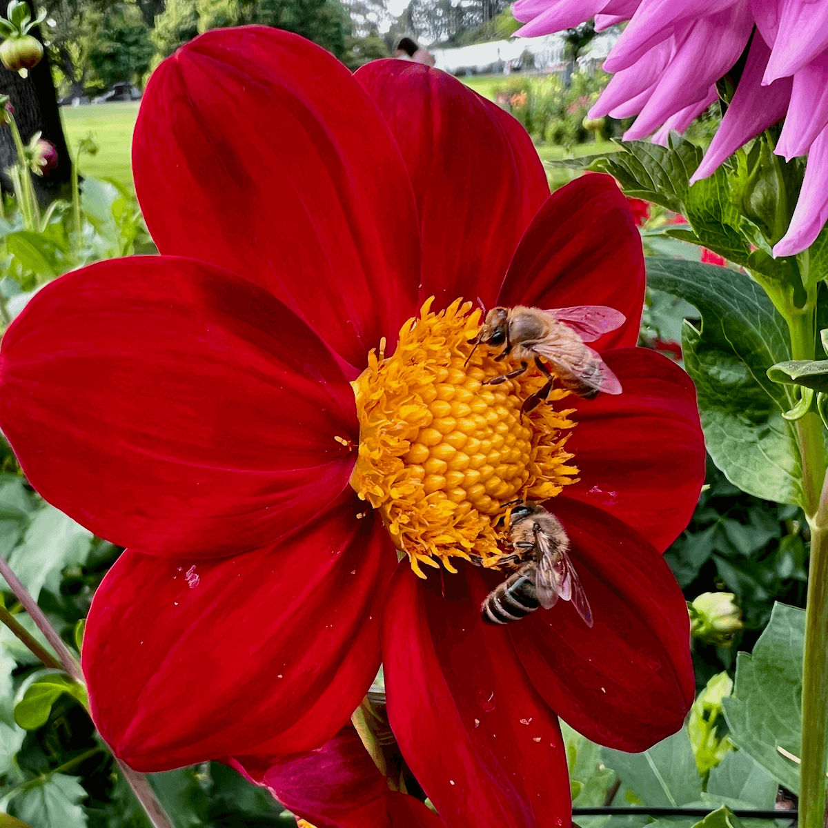 Two bees scan a red and yellow dahlia flower for pollen in this shot of up close nature connection.