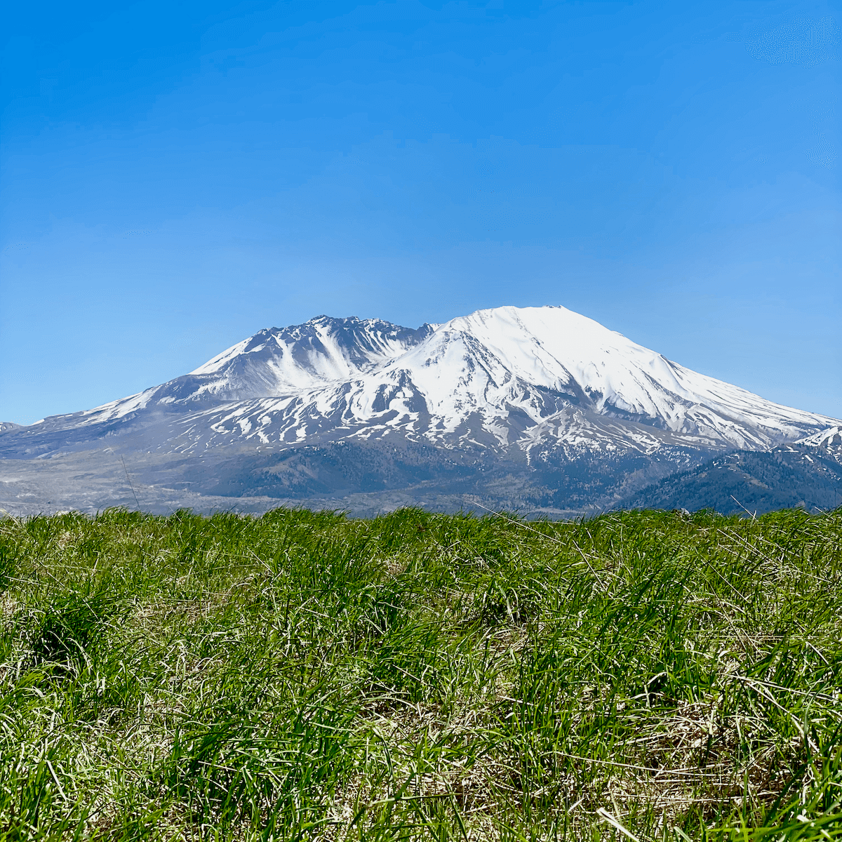 Mt. St. Helens rises up above a field of bright green grass while the blue sky shines above. There is snow on the mountain.