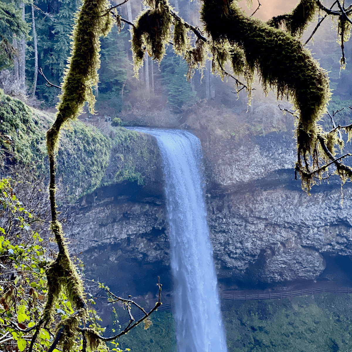 A waterfall glides over volcanic rock while a moss lined tree branch hangs in the way. Toward the bottom of the waterfall there is a path with fence that meander behind the powerful blast of water.