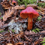 A red mushroom with black dots underneath shows how delicate a nature connection can be. In this case, the tiny mushroom is surrounded by brown decaying fir needles, moss and a fading leaf.
