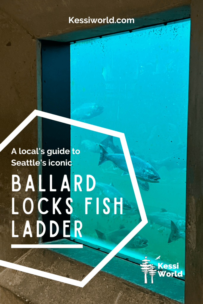 Ballard Locks Fish Ladder -- How To Discover Nature's Magic