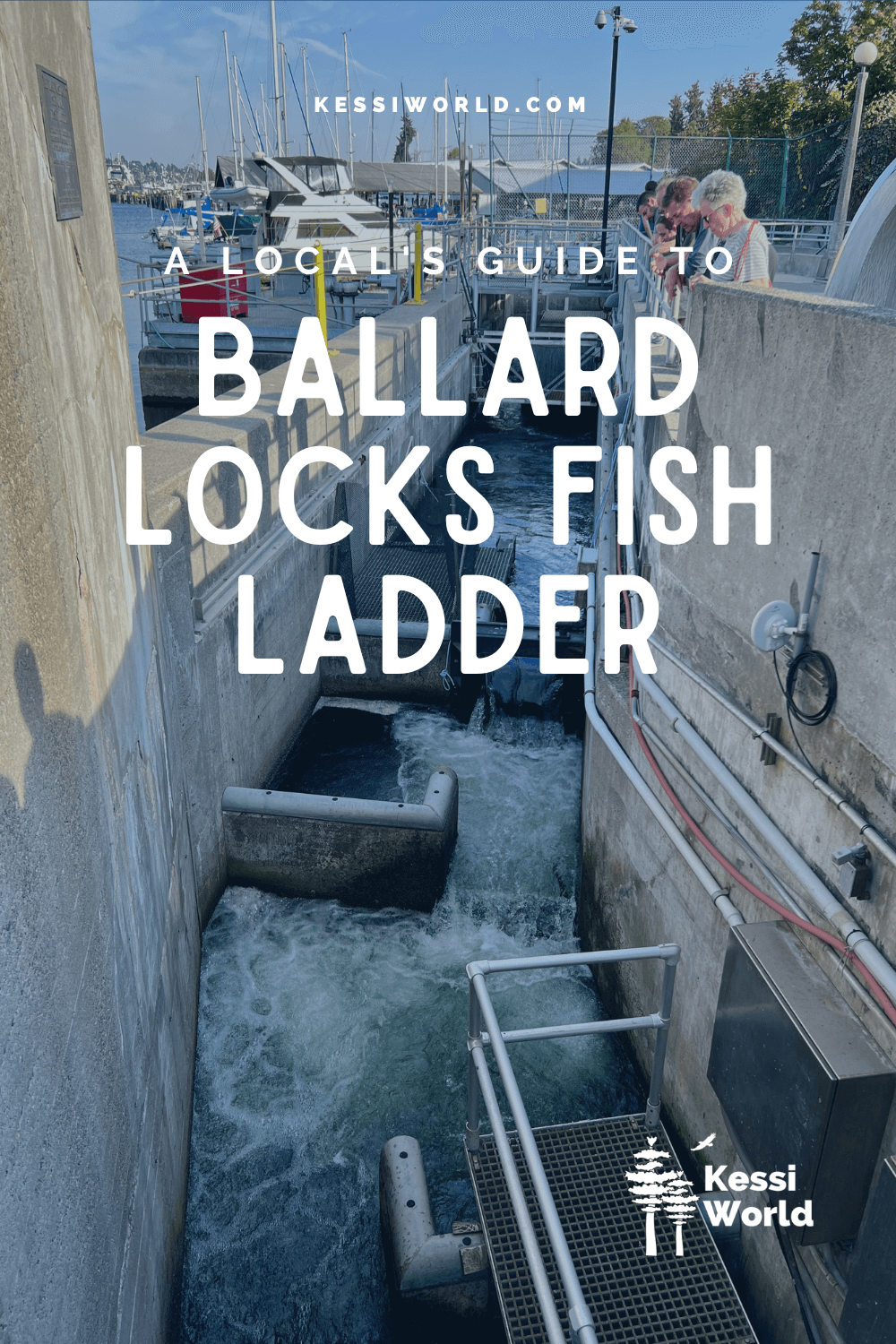 This Pinterest pin shows Ballard Locks Fish ladder written in white letters and shows rushing water in a concrete fish ladder.
