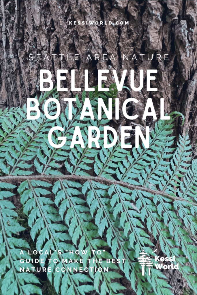 This Pinterest Pin shows a close up of a fern against a Douglas fir tree and the lettering says Bellevue Botanical Garden.