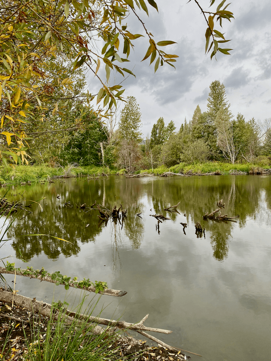 A lake near Union Bay in Seattle is placid during a fall scene. The water is olive green colored and still while a few logs float quietly.