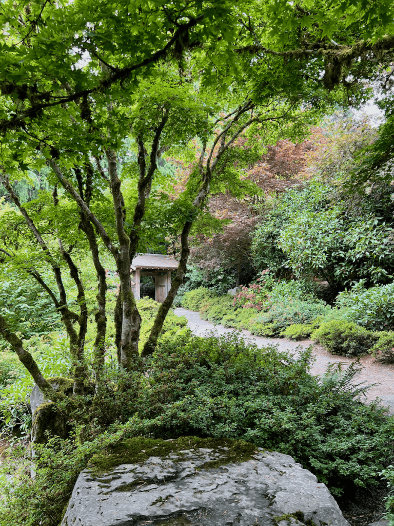 The Yao Garden in Bellevue is peaceful with a large boulder in the foreground and a gravel path leading to a traditional Japanese wooden gate. There are trees growing up into a shady canopy and some textures and colors of reddish purple in the background.