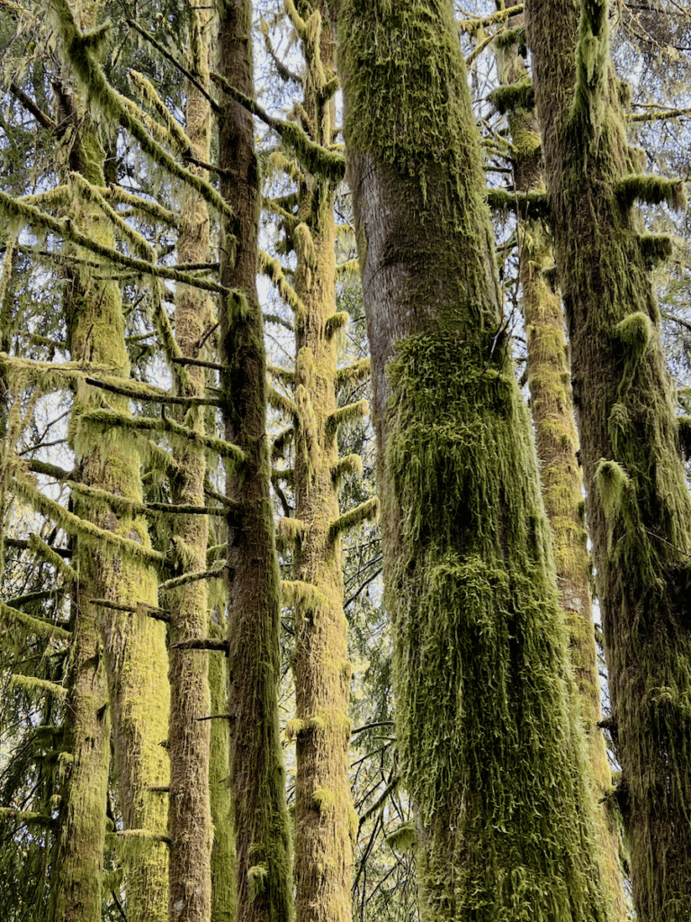 Moss covered trees hug together in a forest near Astoria Oregon.