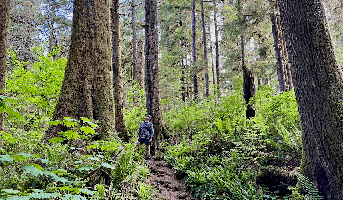 Matthew Kessi looks up at an old growth tree in a Pacific Northwest forest. He's wearing a plaid shirt and black shorts.