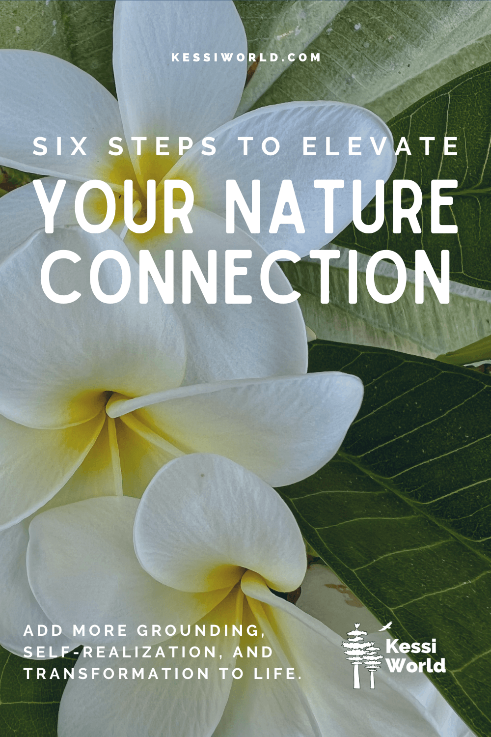 Pinterest pin shows plumeria flowers of white and yellow with green leaves and says six steps to elevate your nature connection.