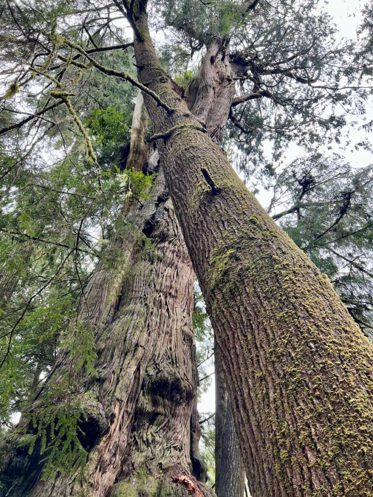 An age old cedar and Hemlock tree wind together in this photo taken on the Oregon Coast.