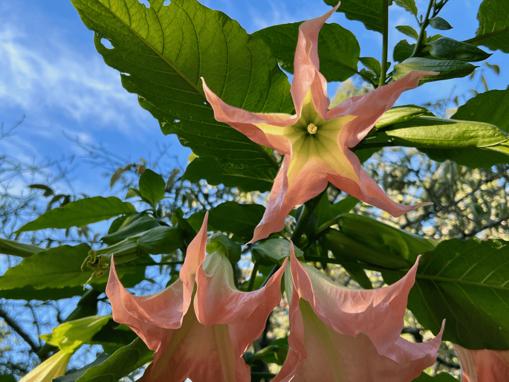Star shaped flowers open up against the blue sky and dark green foliage.