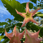 Star shaped flowers open up against the blue sky and dark green foliage.