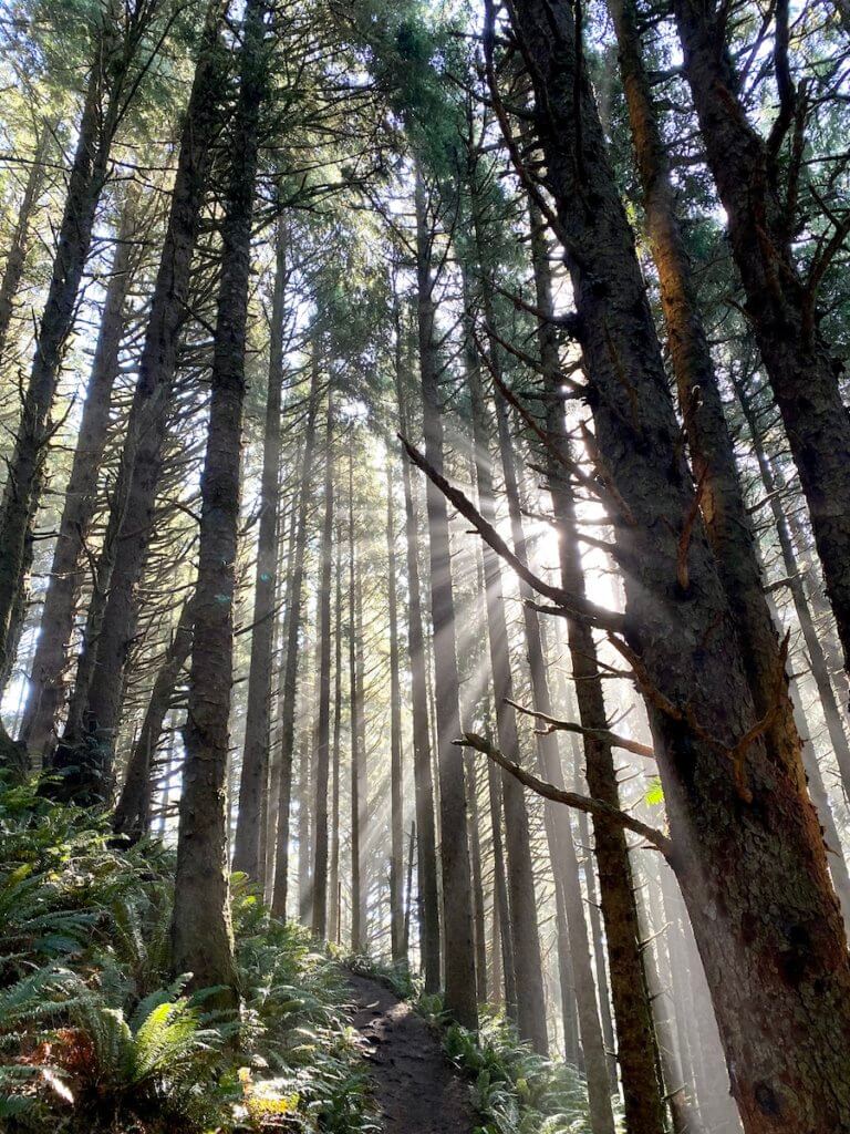 Sun shines through the forest onto fern on a hike along the Oregon Coast.