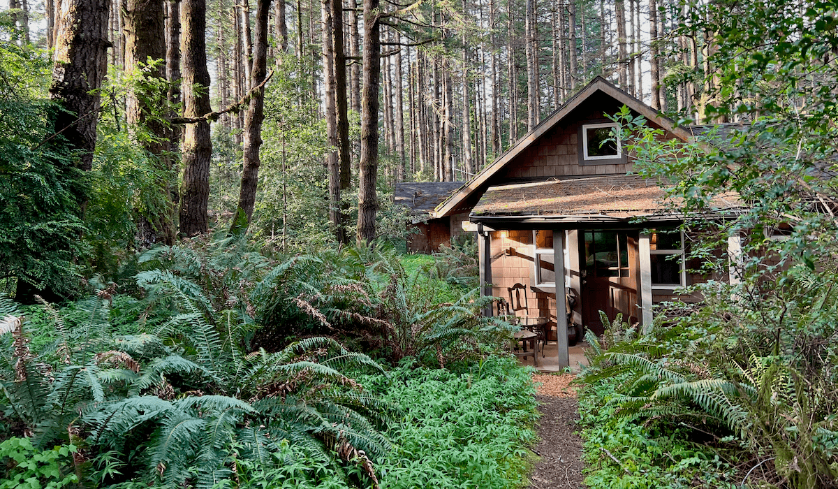 This cabin in the woods is a unique place to stay in the Pacific Northwest. The glass door is open and the wood structure is underneath a young forest of sitka spruce trees with abundant ferns on the forest floor.