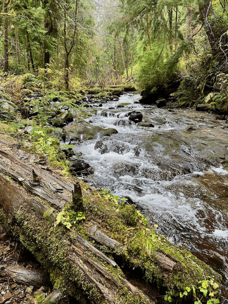 A creek rushes over rocks and tree trunks, surrounded by rich green moss and all kinds of vegetation including cedar trees and sword ferns.
